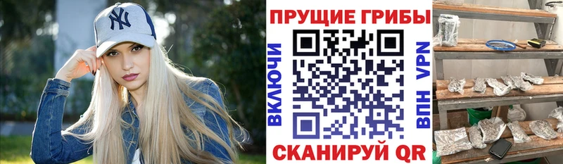 Псилоцибиновые грибы Psilocybe Лысково